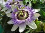 Passion Flower. A vine.