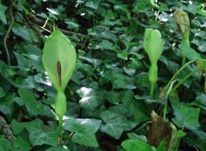 Wild Arum or 'Cuckoo Pint).