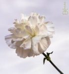 ekphotoartgallery.wordpress.comimgres