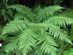 www.forest ferns.co.uk
