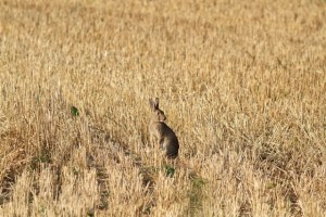 Rabbit in wheat field.
