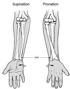 Pronation & supination.
